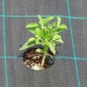 planta baja polipropileno anti artificial artificial sintético