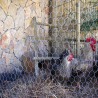 hexagonal net 2 inches chicken coop 1 meter yard fences