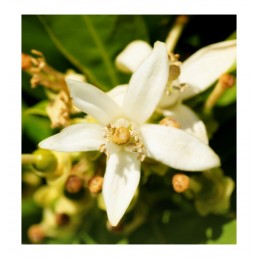 parfum masculin pour femme INSINUÉ larome paris yodeyma yodema sephora