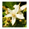 male perfume for women INSINUÉ larome paris yodeyma yodema sephora