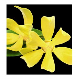 perfume masculino para mujer INSINUÉ larome paris yodeyma yodema sephora