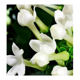 perfume male woman IRIS larome paris yodeyma yodema sephora