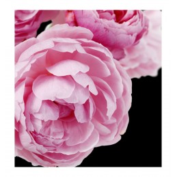 profumo da uomo SERENITY larome paris yodeyma yodema sephora