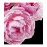 profumo da uomo SERENITY larome paris yodeyma yodema sephora profumo da uomo SERENITY larome paris yodeyma yodema sephora