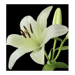 profumo da uomo SERENITY larome paris yodeyma yodema sephora