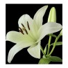 profumo da uomo SERENITY larome paris yodeyma yodema sephora profumo da uomo SERENITY larome paris yodeyma yodema sephora