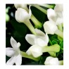 profumo maschile per donna VELFASHION larome paris yodeyma yodema sephora